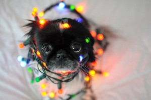 Cute Christmas Tumblr Photography