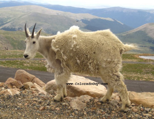 Mountain Goats Desert Credited