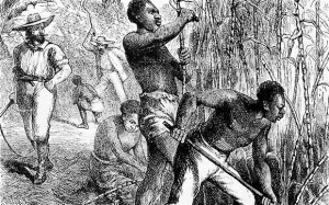 Sugar Plantation Slaves 1858 engraving of slaves in the British West ...