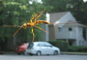 Sometimes You The Windshield