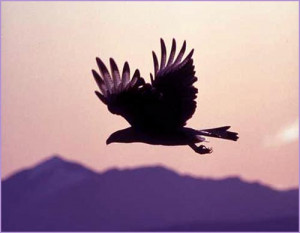 Inspirational life quote: flying eagle siluette in the night sky!