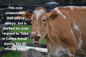 Animals Disappointed in your College Performa