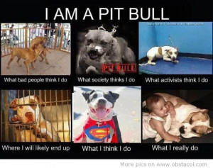 ... want to leave you folks with this thing called a meme about pit bulls