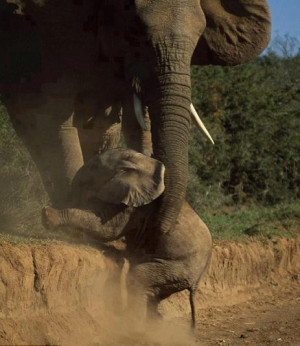 mother’s love for her child is like nothing else in the world. It ...