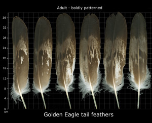 Golden Eagle Feather Identification