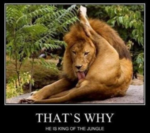 Most popular tags for this image include: lion, lol and likin