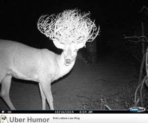 My buddy's motion sensor camera captured this stylish deer.