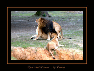 Lion And Lioness by caracal on deviantART