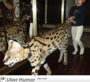 Age old question: Would you rather titillate an Ocelot, or oscillate a ...