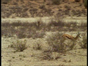 HD Cheetah / Springbok / Hunting / Botswana – Stock Video # 552-720 ...