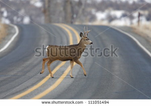... Deer walks across highway on a blind curve, an 