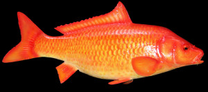 golden carp is a lot prettier than the ugly carp i ve seen this quote ...