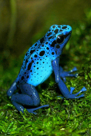 Poison Dart Frogs