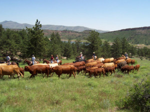 cattle farm,
