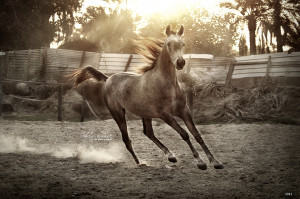 Arabian horse in sunset by IntelligentDesigner