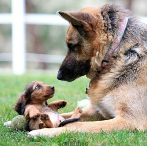 Incredibly Cute Little Puppy with it’s Mother!