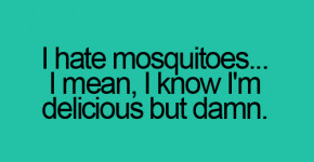 ... Quotes Why I hate Mosquitoes – Funny Quotes Funny Quotes about