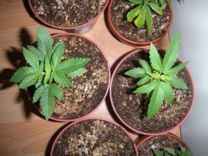 fucked up I've feed all the plants the same amount of Alaska fish ...