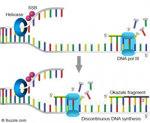 DNA Replication Lagging Strand Synthesis