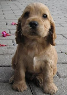 ... another english cocker spaniel. My Mollie Jo was a special girl ! More