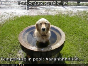 Cool Funny Dog Pictures With Quotes images