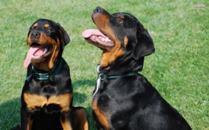 Quotes About Rottweilers | Rottweilers wallpaper - Animal wallpapers ...