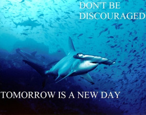 motivational shark Meme