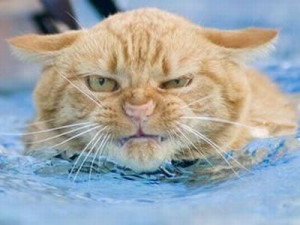 苦渋の表情で泳ぐ猫たちの写真いろいろ