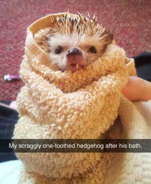 Scraggly One-Toothed HedgehogPhotos, Tooth Hedgehogs, Animal Pictures ...