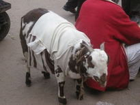 ... good morning friendship quotes photo files hindi kootation com funny