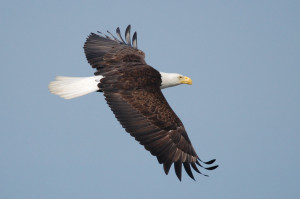 Washington State Bald Eagle
