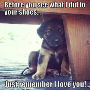 love you cute animals before-you-see-what-i-did-to-your-shoes-j...