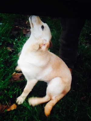 Yellow Labrador Bitch