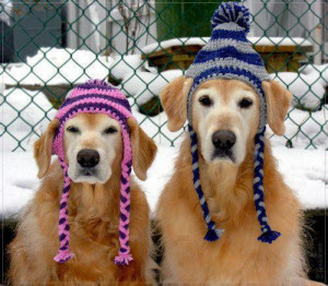 Funny dogs in hats! (PHOTOS)
