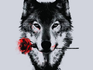 wolf love 2 jpeg wolf love wolf love white wolf middot love