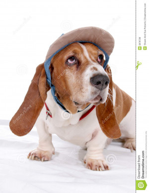 Basset Hound With Party Hat