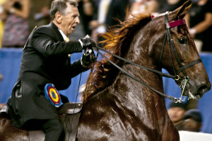 Courageous Lord Saddlebred