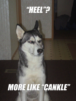 Sarcastic Dog Meme Doesn’t Want To Cankle