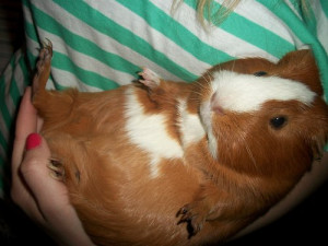 cute guinea pig pet mee