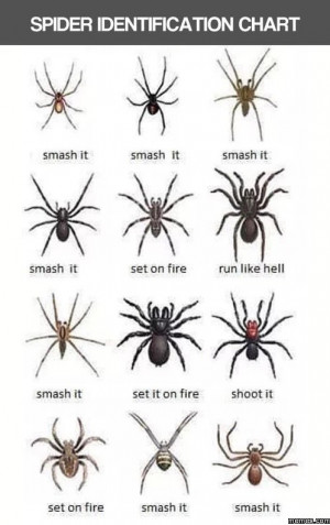 Spider identification chart