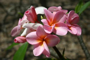 maui credit pink plumeria flower the perfect pink plumeria flower