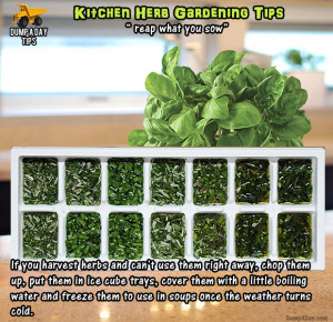 Amazing Kitchen Herb Garden Tips – 20 Pics