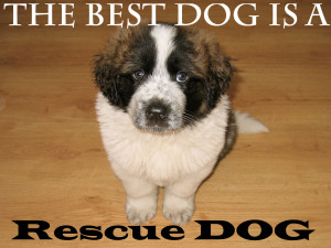 rescued St. Bernard