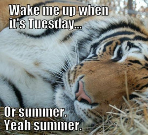 Lazy Tiger #Summer, #Tuesday