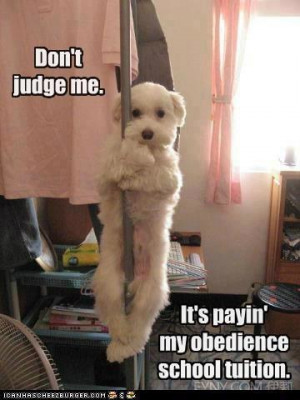 Dog on a Stripper Pole