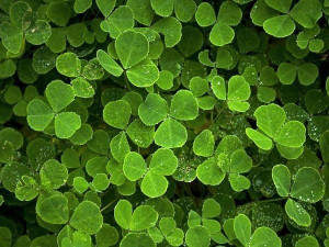 Mystical Magical Shamrocks