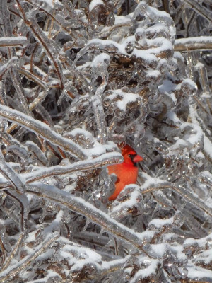 ... Cardinal appears in a tree this Christmas day, after an ice storm