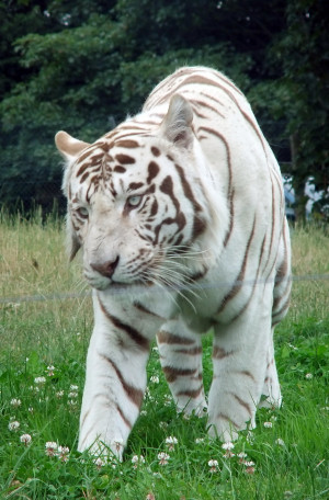 White Bengal Tiger Corsacfoxes