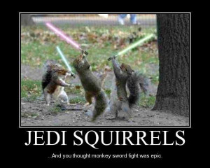 may the force be with you as you gather nuts this must be a battle ...
