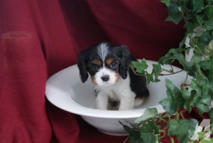 Cavalier King Charles Spaniel Champion Lines for sale in Glenwood ...